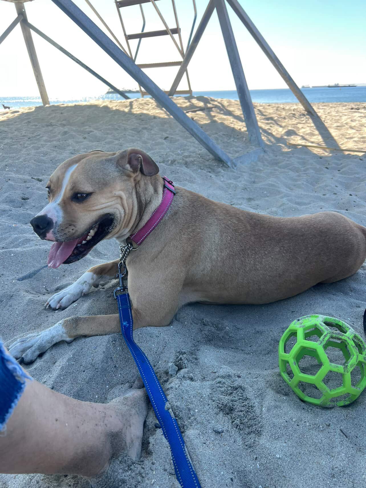 Enlarge Tink, an adoptable mixed breed in Whittier, CA image 6/6