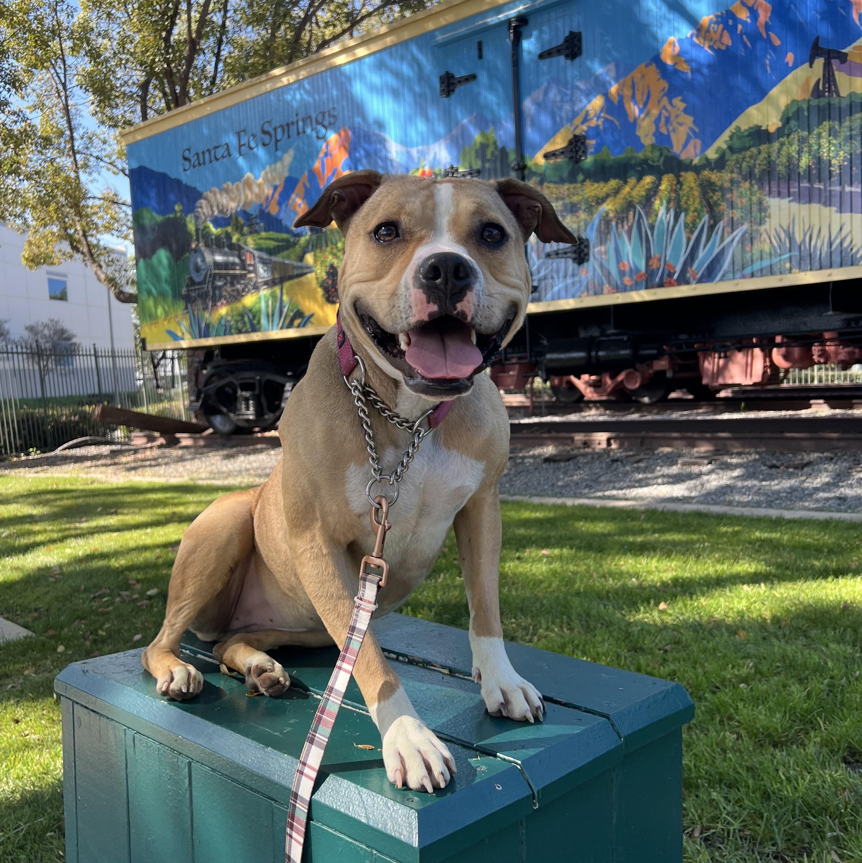 Enlarge Tink, an adoptable mixed breed in Whittier, CA image 5/6