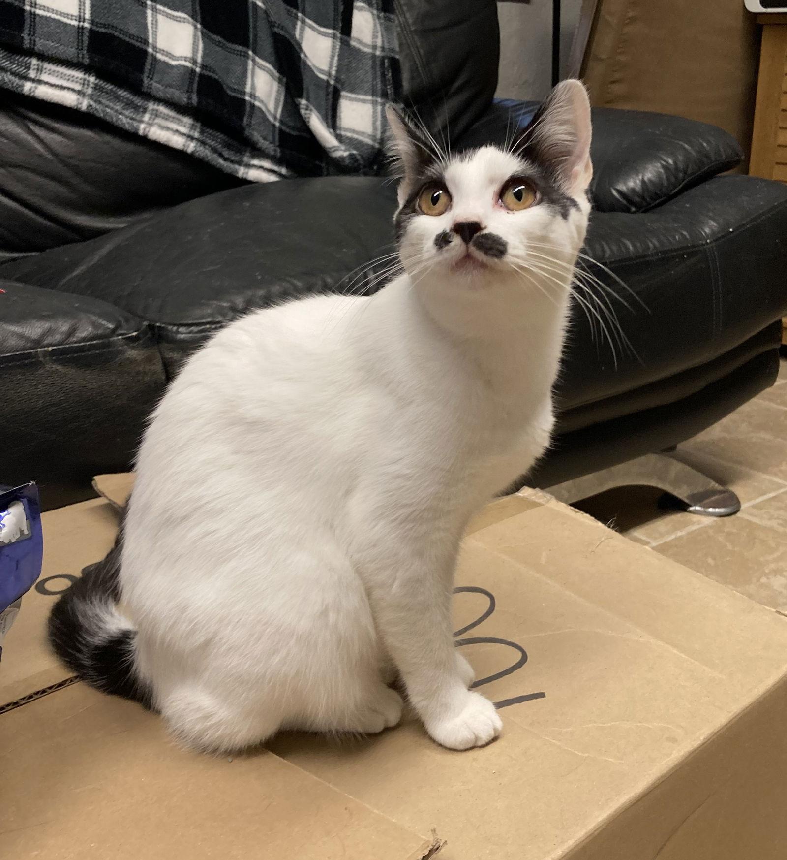 Enlarge Baby Spice, a Adoptable Domestic Short Hair in Kansas City, MO image 1/2