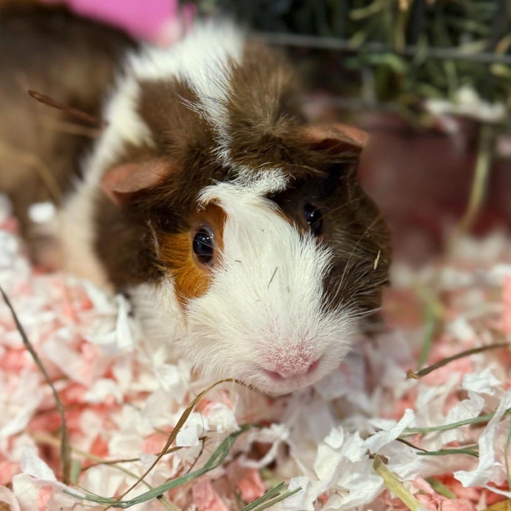 Enlarge Bramble, a Adoptable mixed breed in Newberg, OR image 1/1