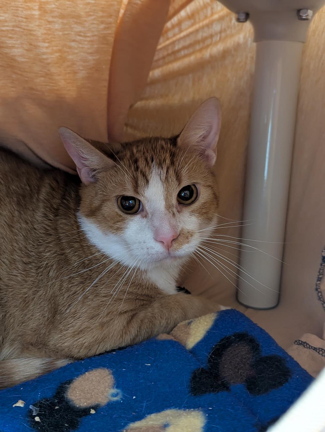 Sundance, Adoptable, Adult Male Domestic Short Hair.