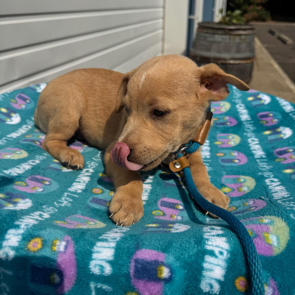 Ezra, a Adoptable mixed breed in Newberg, OR image 2/6