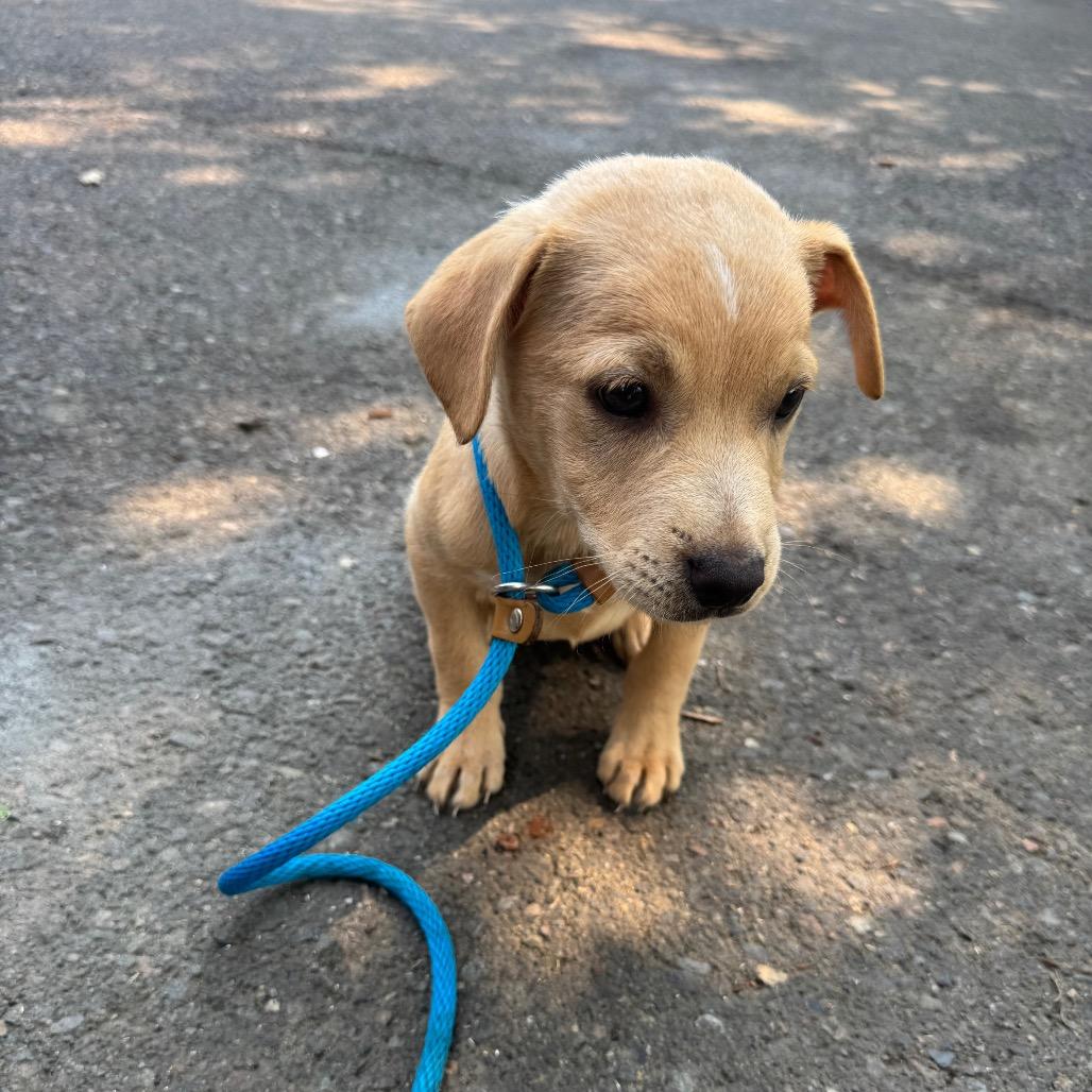 Ezra, a Adoptable mixed breed in Newberg, OR image 3/6