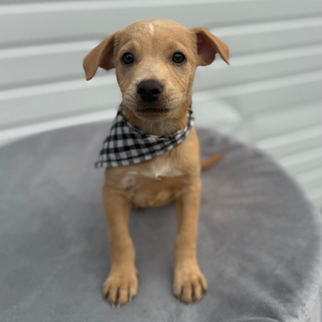Ezra, a Adoptable mixed breed in Newberg, OR image 4/6