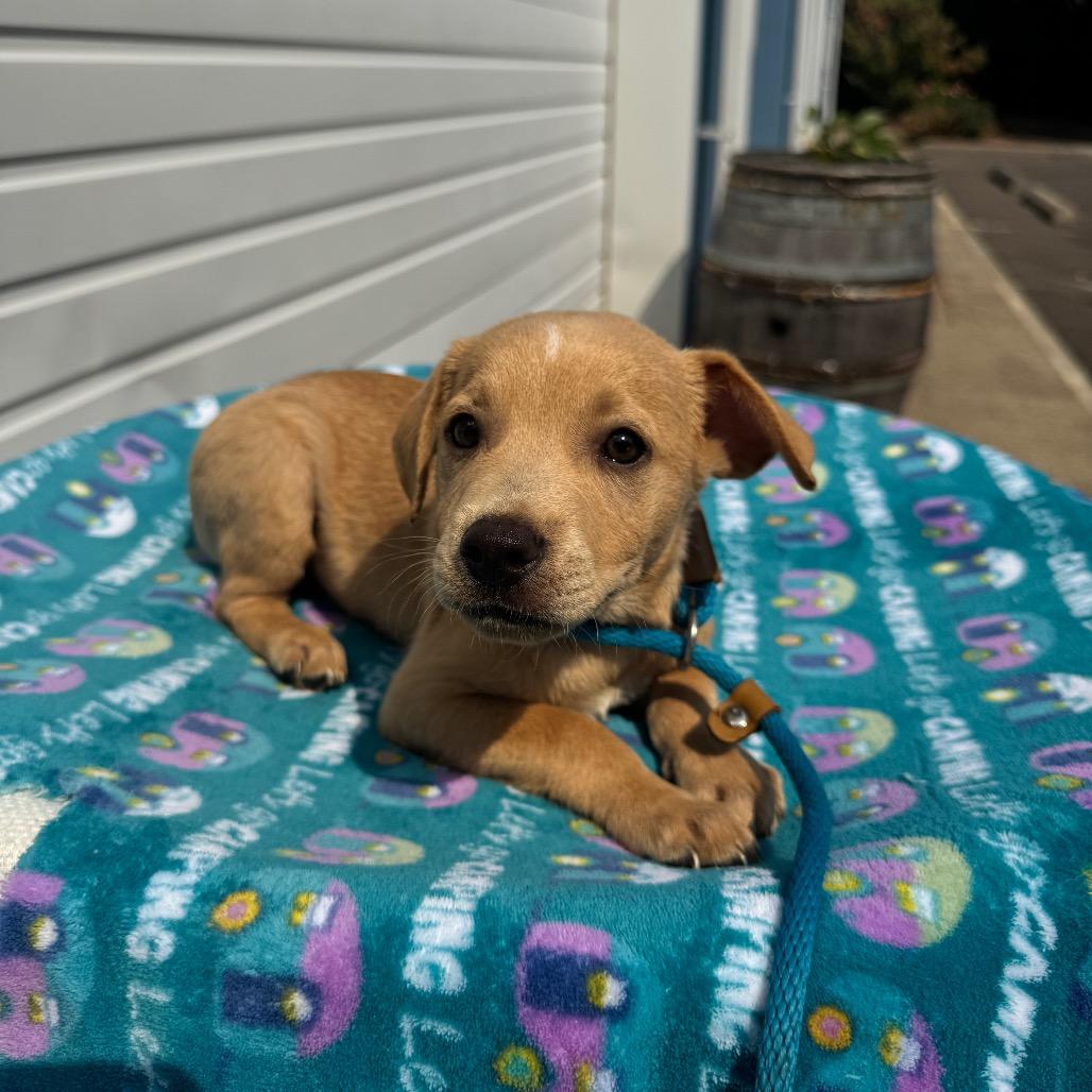 Ezra, a Adoptable mixed breed in Newberg, OR image 5/6