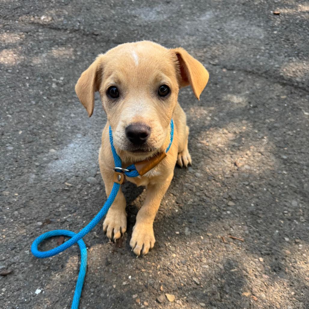 Ezra, a Adoptable mixed breed in Newberg, OR image 6/6