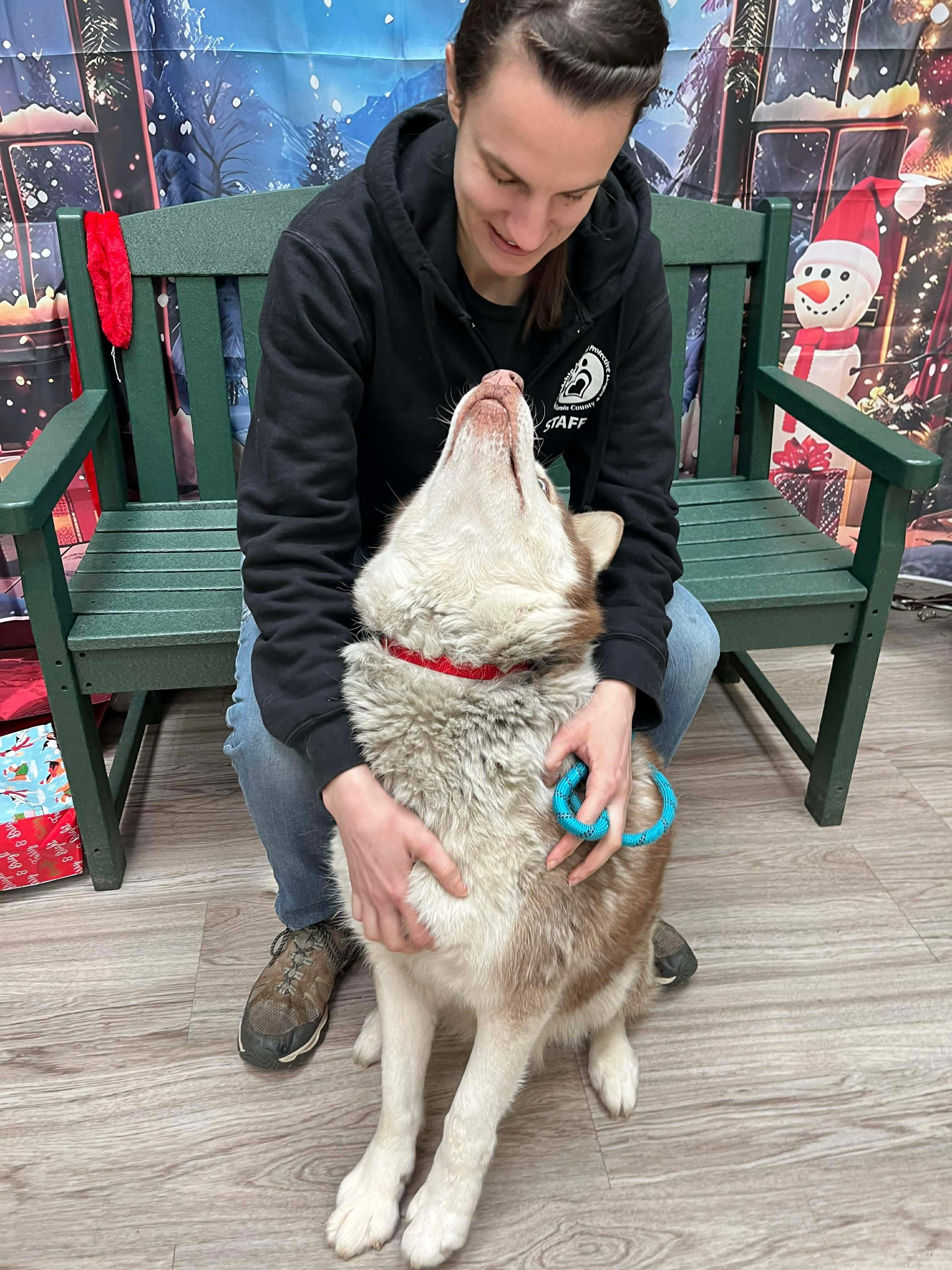 Loki, a Adoptable Husky in Elyria, OH image 4/5