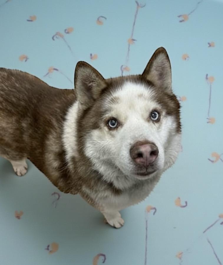 Loki, a Adoptable Husky in Elyria, OH image 2/5