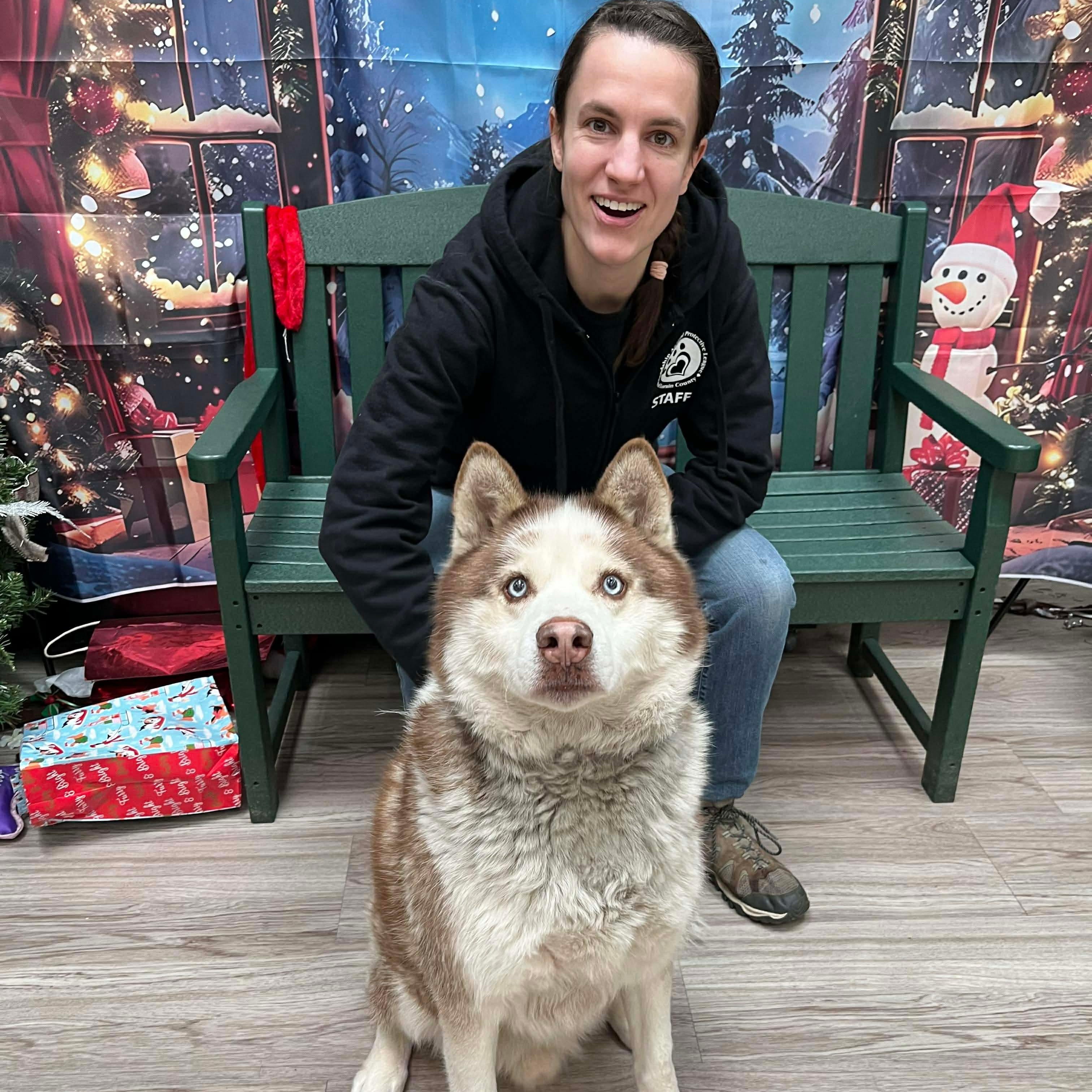 Loki, a Adoptable Husky in Elyria, OH image 3/5