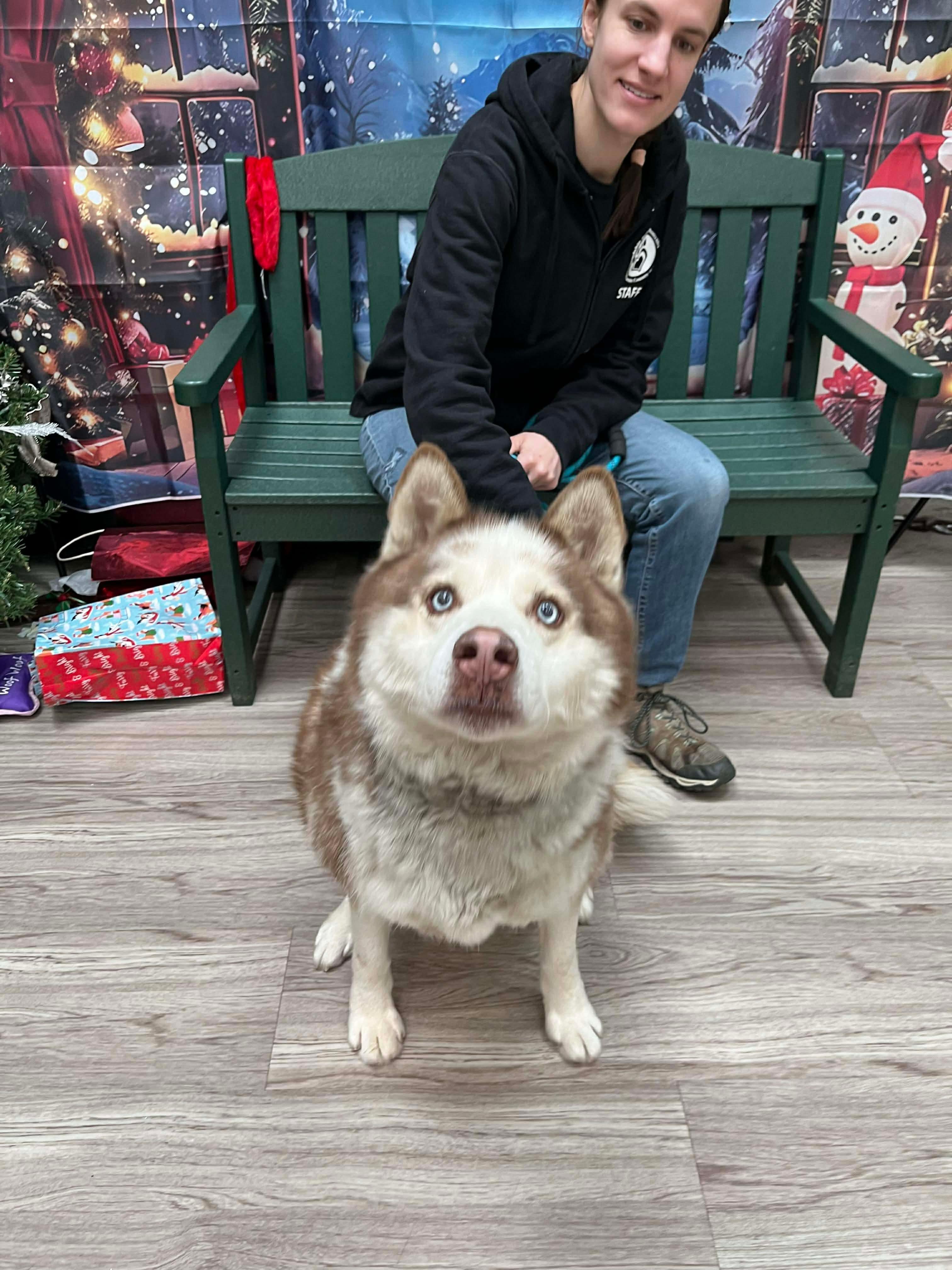 Loki, a Adoptable Husky in Elyria, OH image 5/5