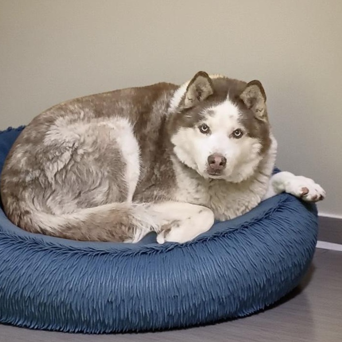 Loki, Adoptable, Senior Male Husky.