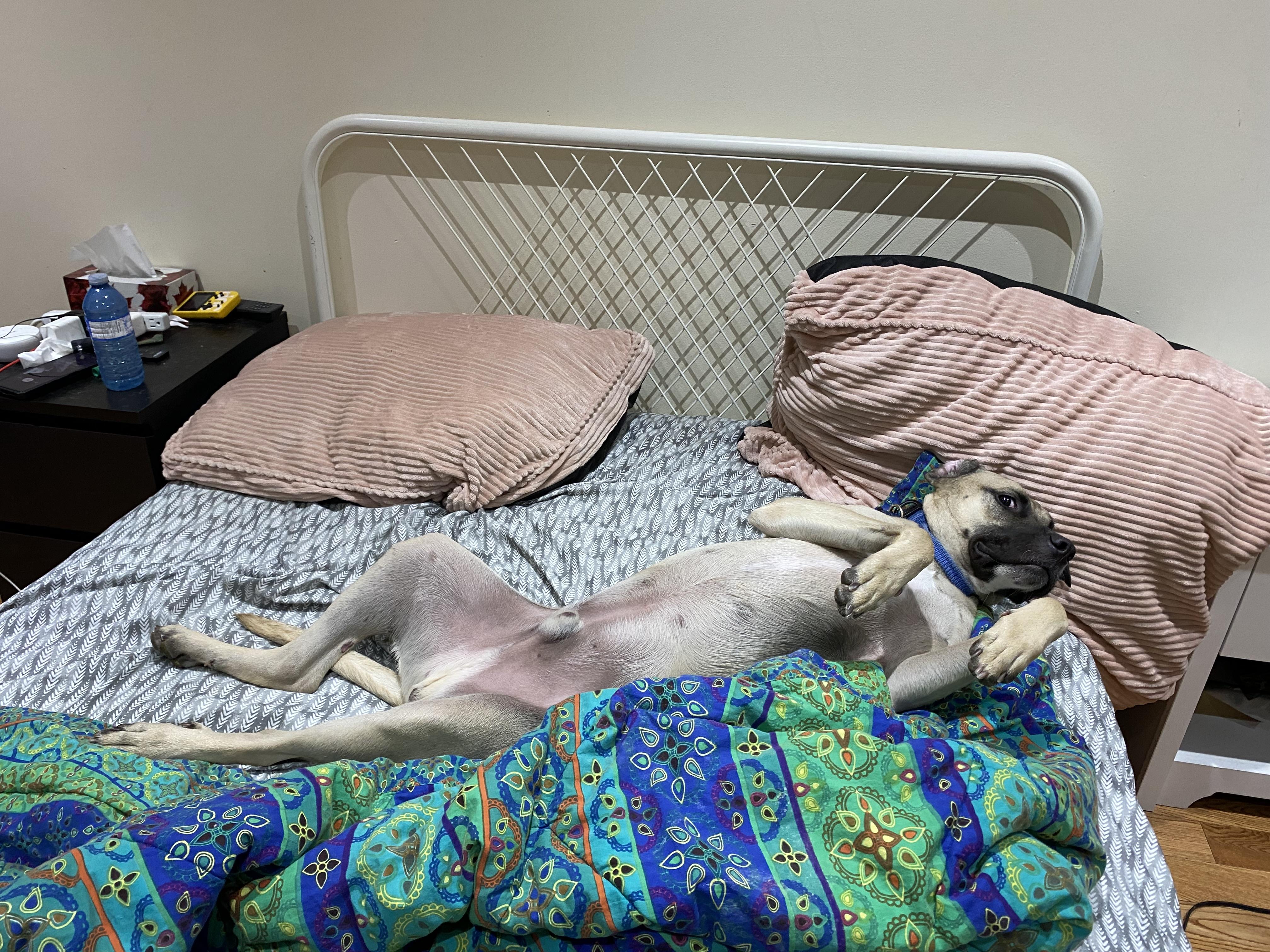 Enlarge Terence, a Adoptable mixed breed in Mississauga, ON image 2/6