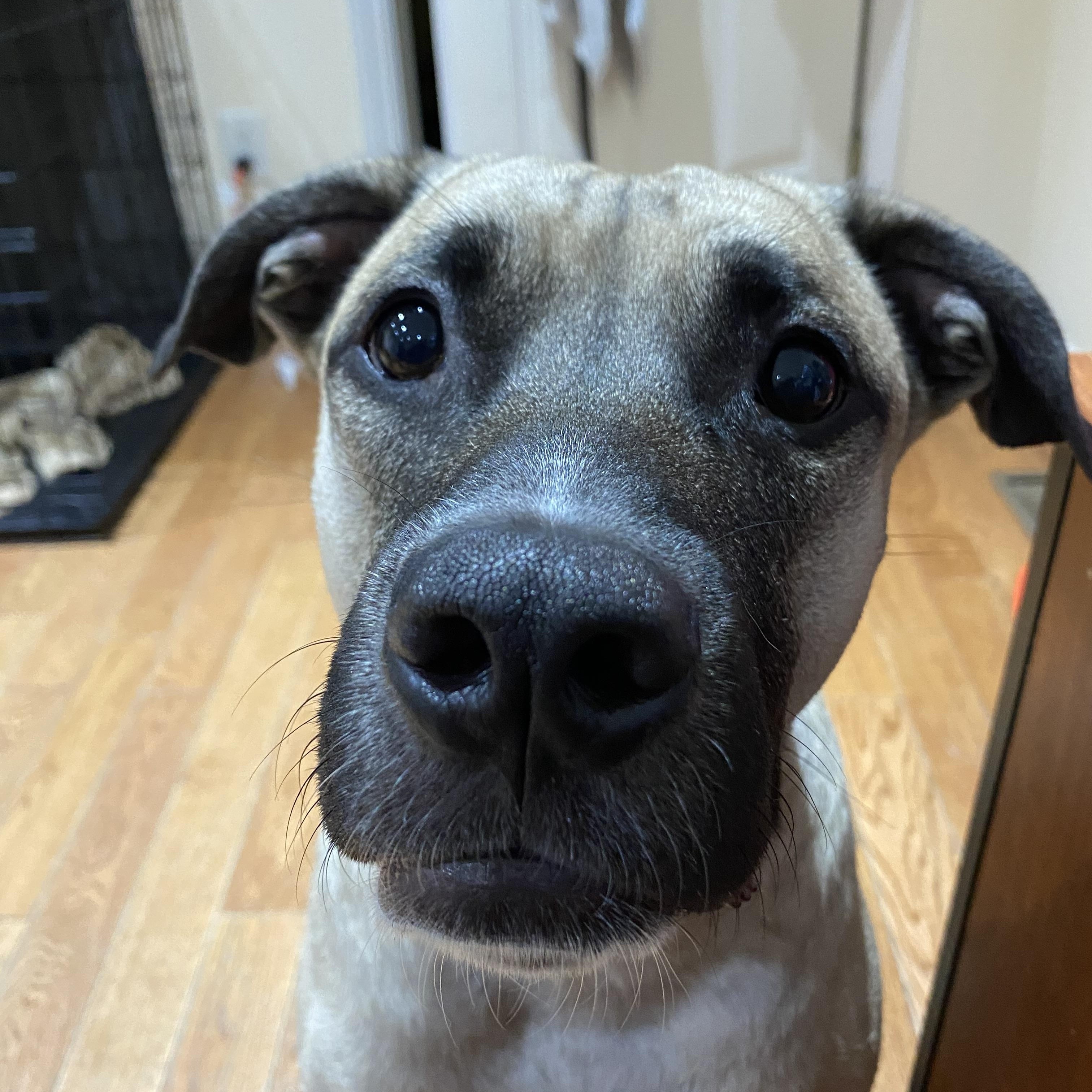 Enlarge Terence, a Adoptable mixed breed in Mississauga, ON image 6/6