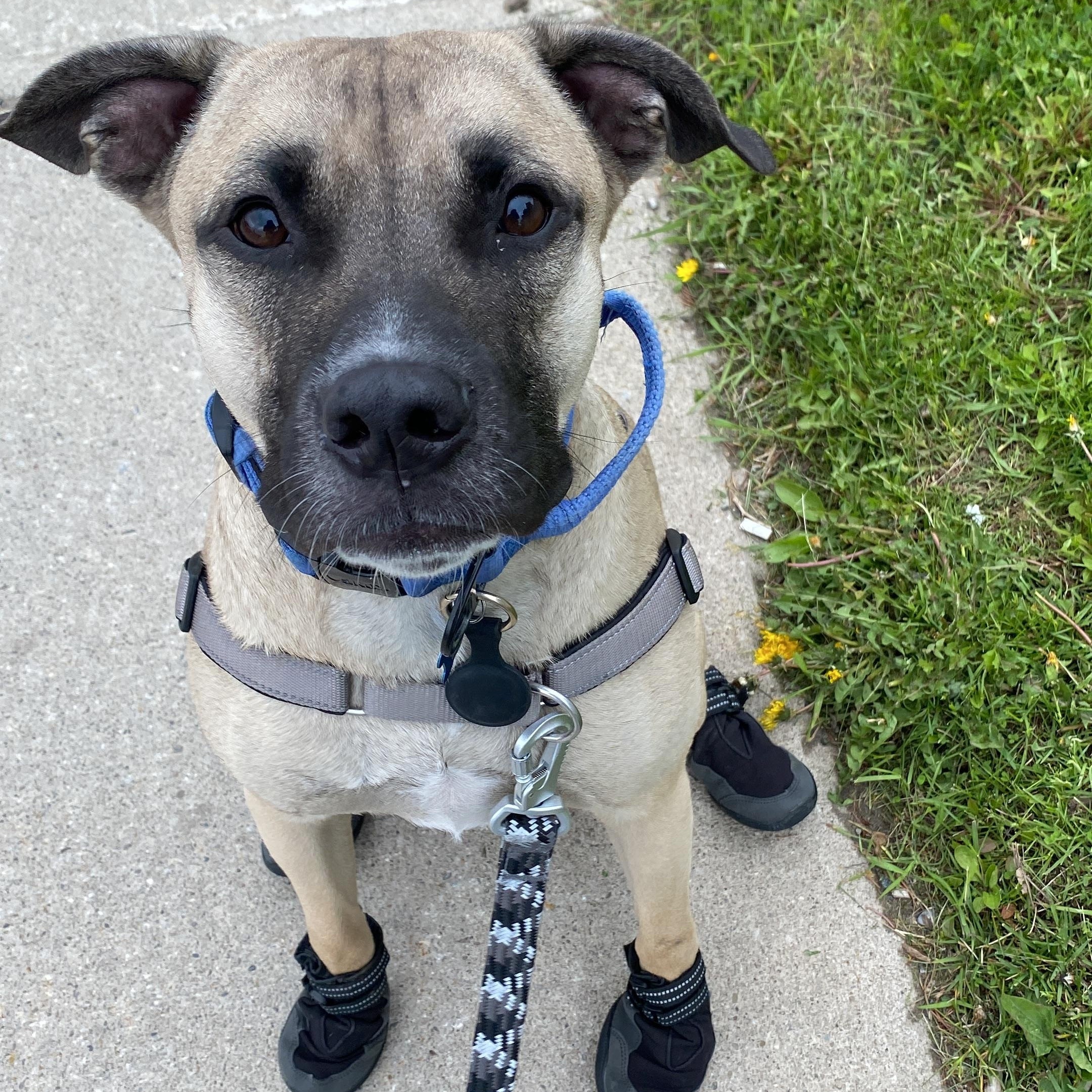 Terence, Adoptable, Young Male German Shepherd Dog & Pit Bull Terrier.