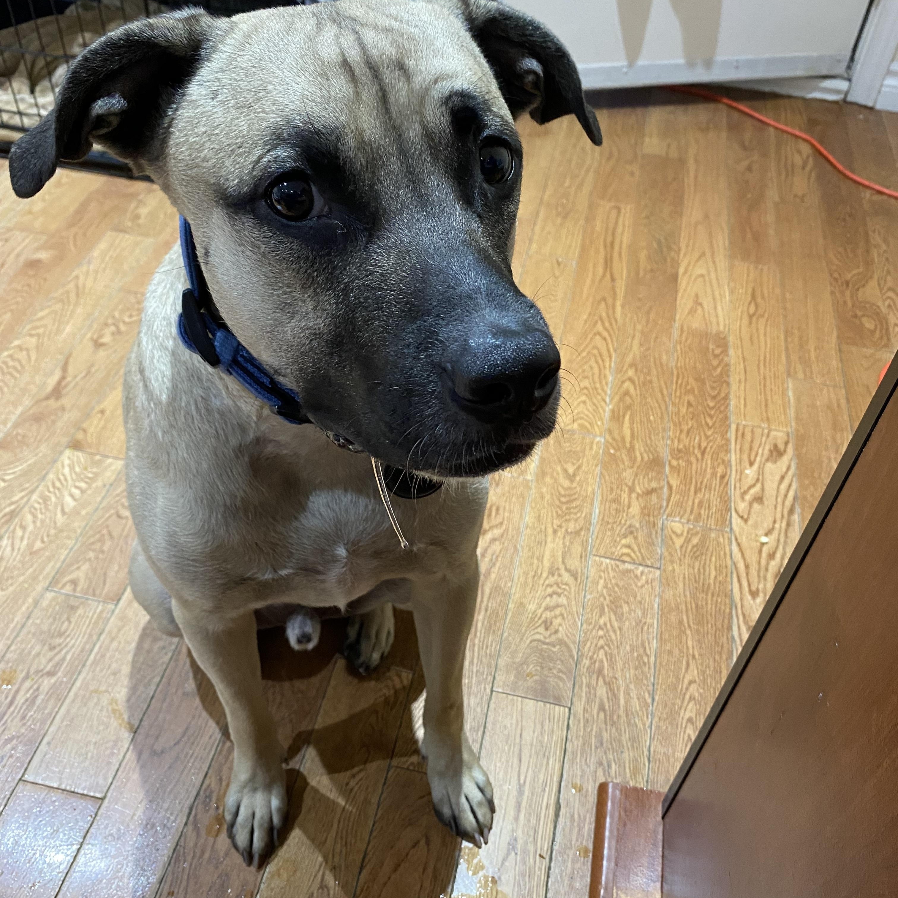 Enlarge Terence, a Adoptable mixed breed in Mississauga, ON image 4/6