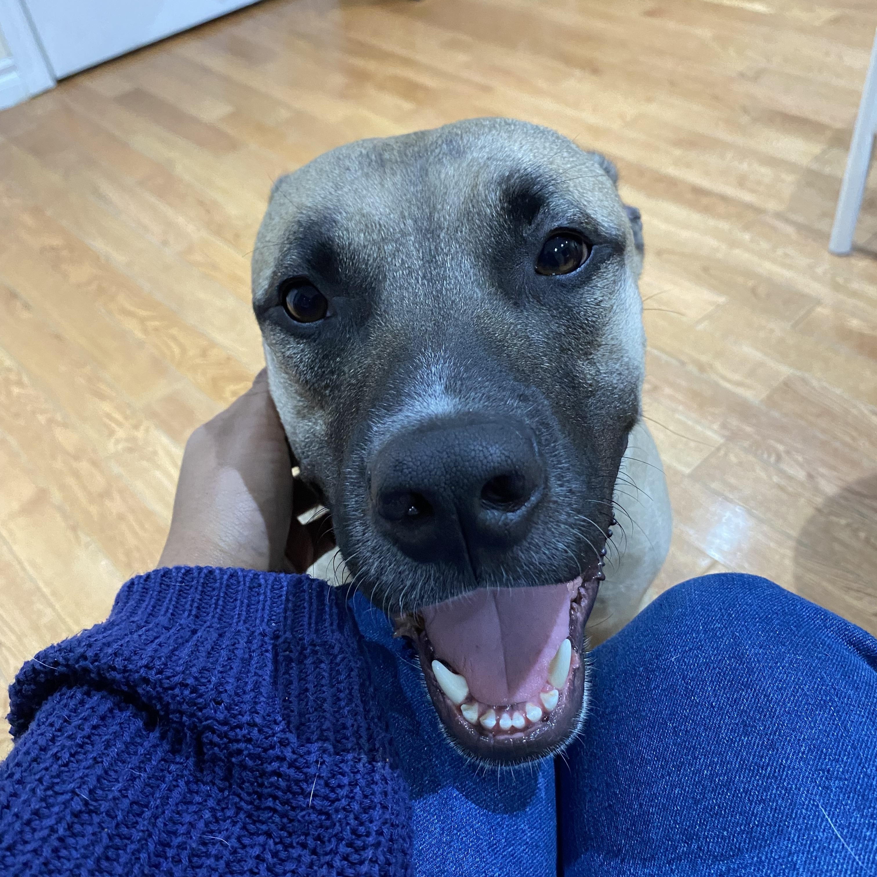 Enlarge Terence, a Adoptable mixed breed in Mississauga, ON image 5/6