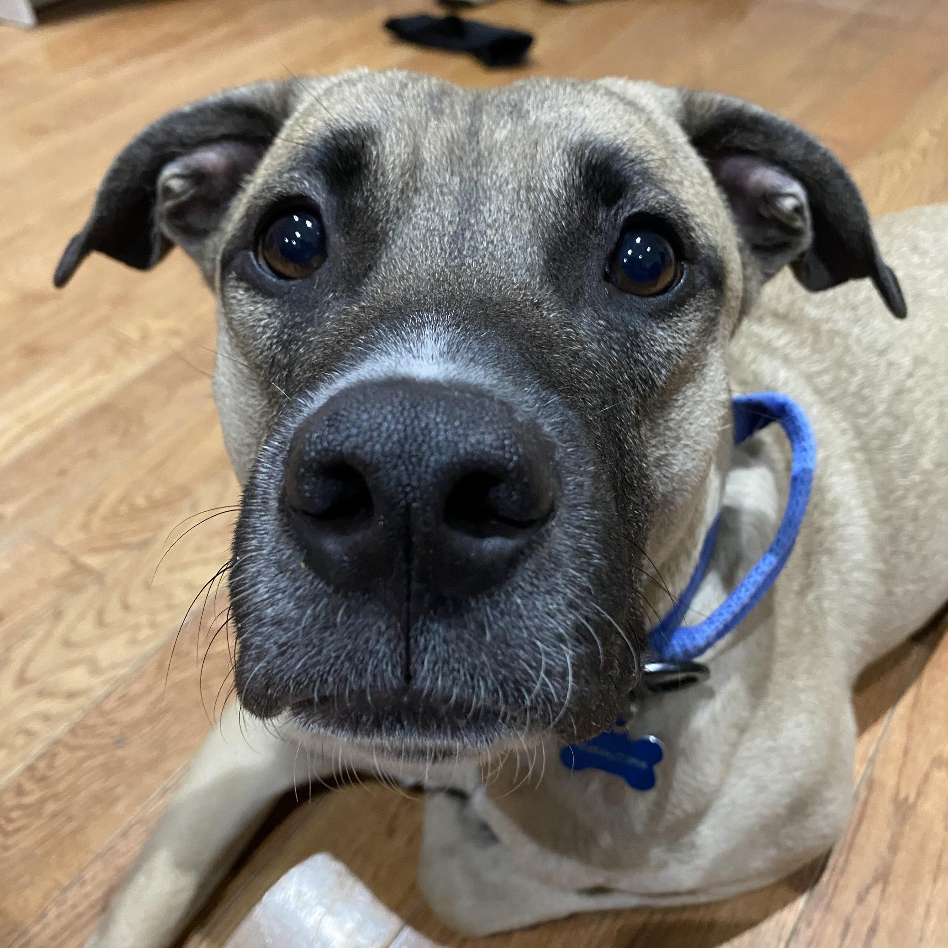 Enlarge Terence, a Adoptable mixed breed in Mississauga, ON image 3/6