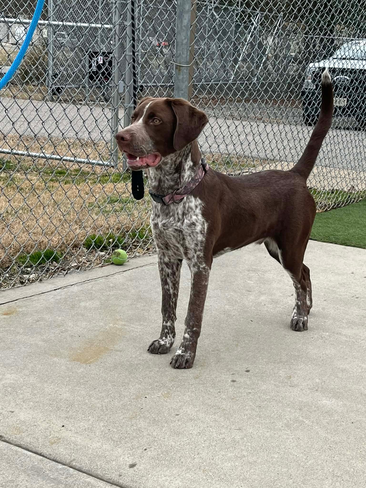 Enlarge Draco, a ADOPTABLE German Shorthaired Pointer in Ashland, VA image 2/2