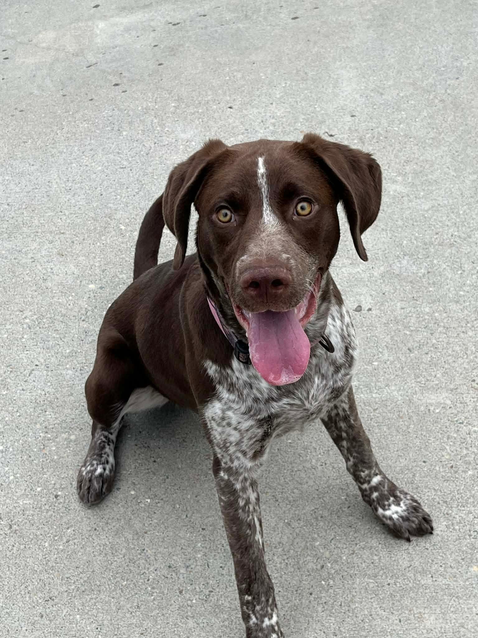 Enlarge Draco, a ADOPTABLE German Shorthaired Pointer in Ashland, VA image 1/2