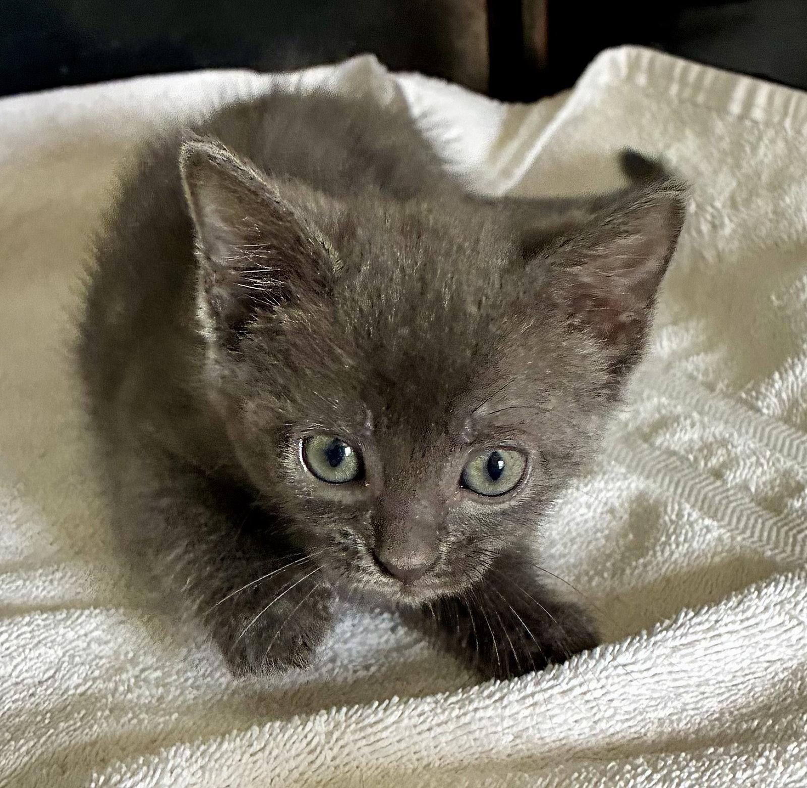 Dormouse, Adoptable, Kitten Female Domestic Short Hair.