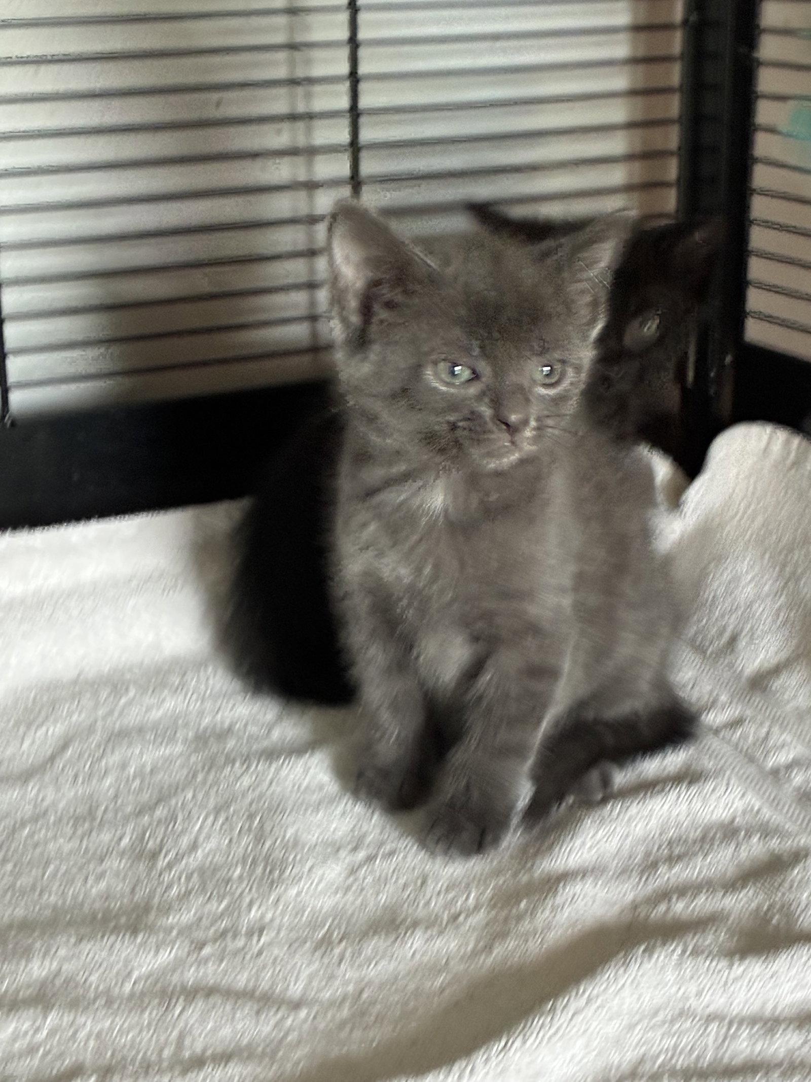 Dormouse, a Adoptable Domestic Short Hair in Lexington, SC image 2/3