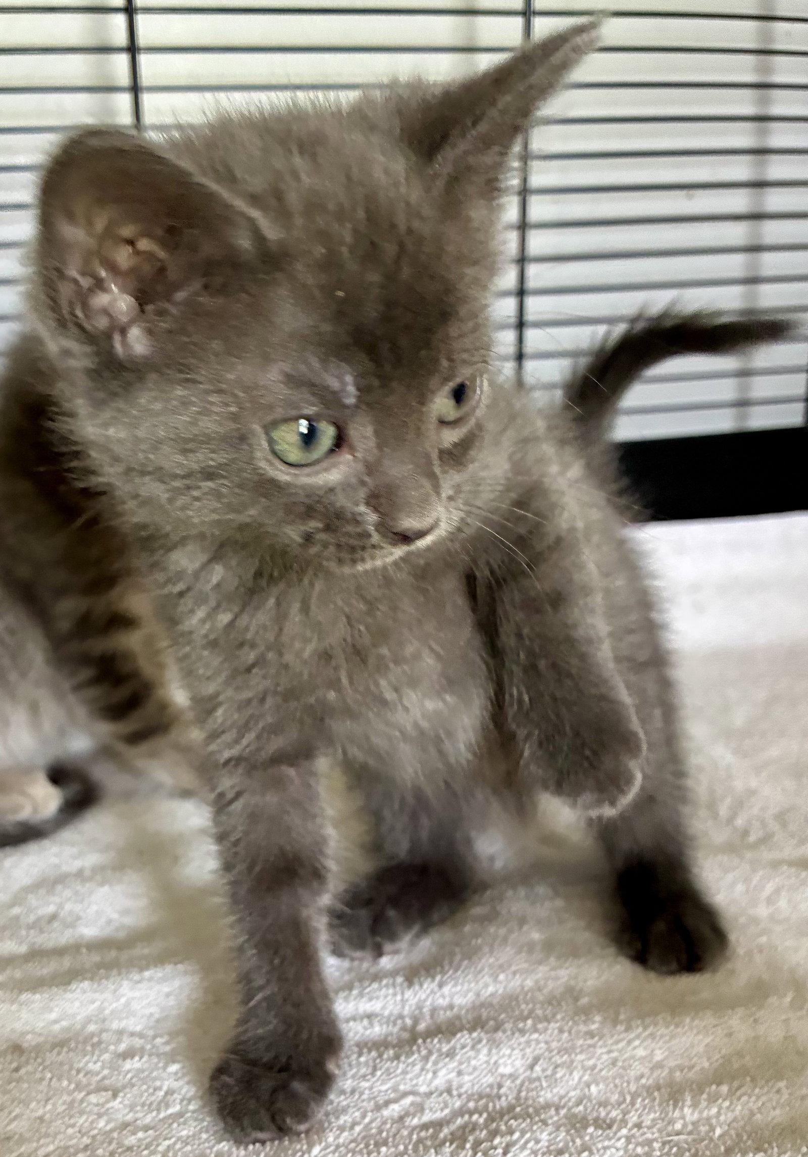 Dormouse, a Adoptable Domestic Short Hair in Lexington, SC image 3/3
