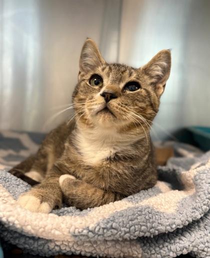 Lil TeeTee, Adoptable, Adult Male Domestic Long Hair & Domestic Short Hair.