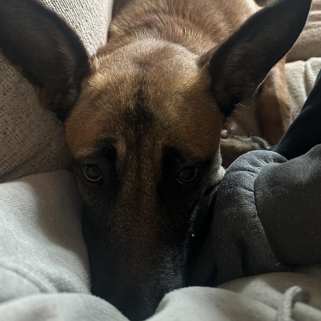Lilly, Adoptable, Adult Female Belgian Shepherd / Malinois & Mixed Breed.