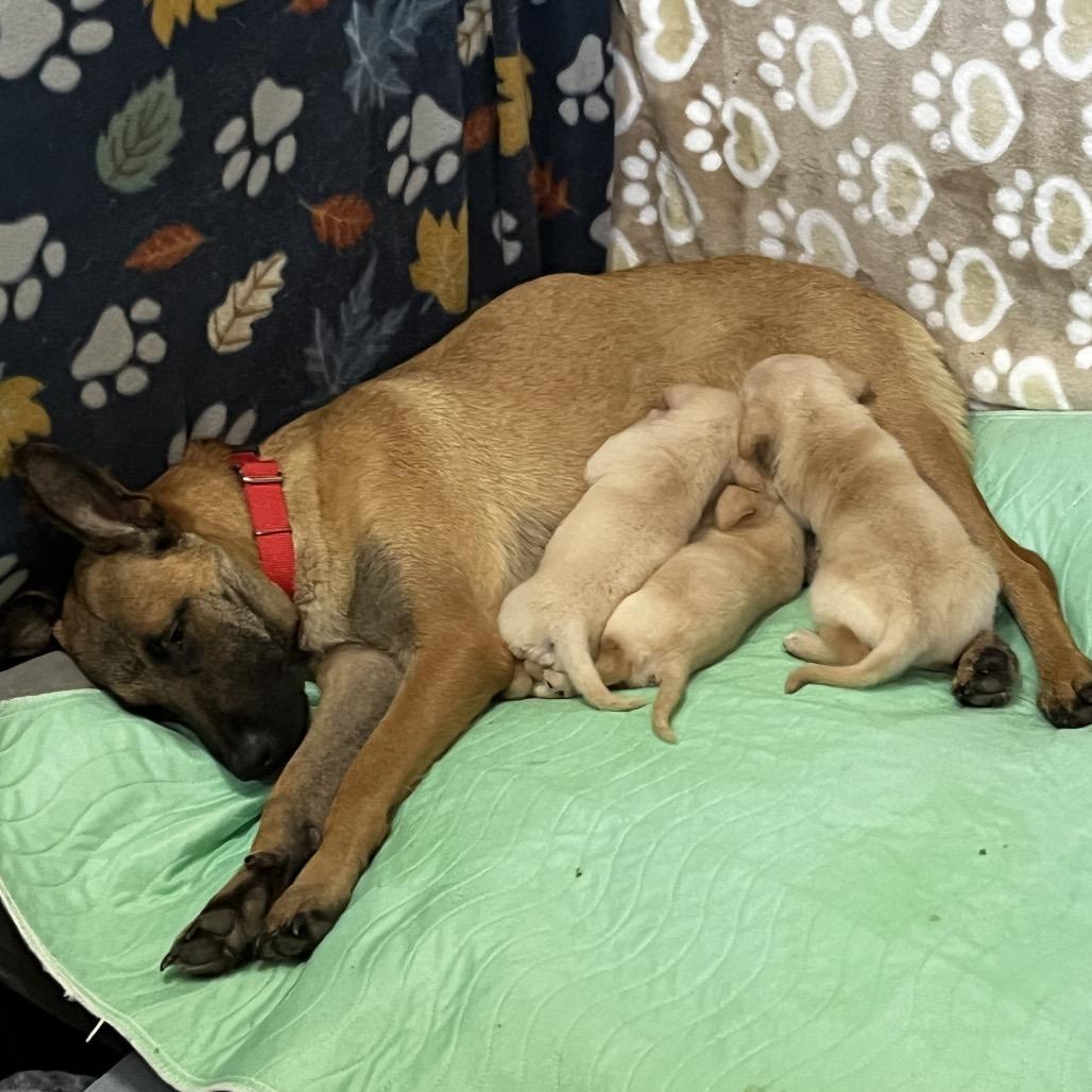 Enlarge Lilly, a Adoptable mixed breed in New Fairfield, CT image 2/6