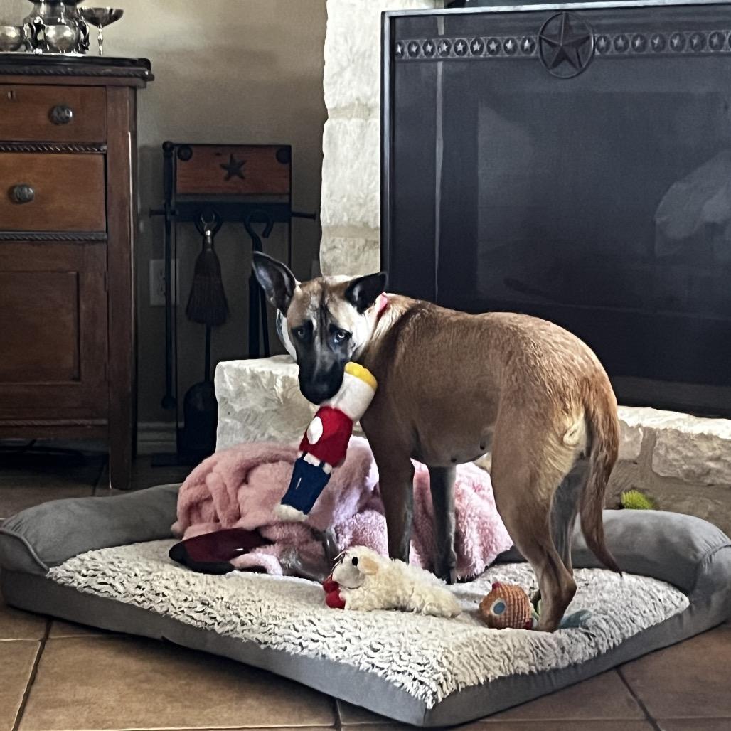 Enlarge Lilly, a Adoptable mixed breed in New Fairfield, CT image 4/6