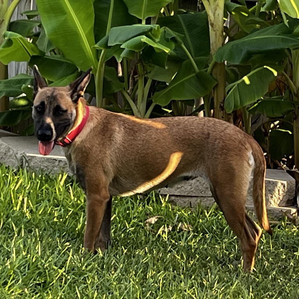 Enlarge Lilly, a Adoptable mixed breed in New Fairfield, CT image 5/6