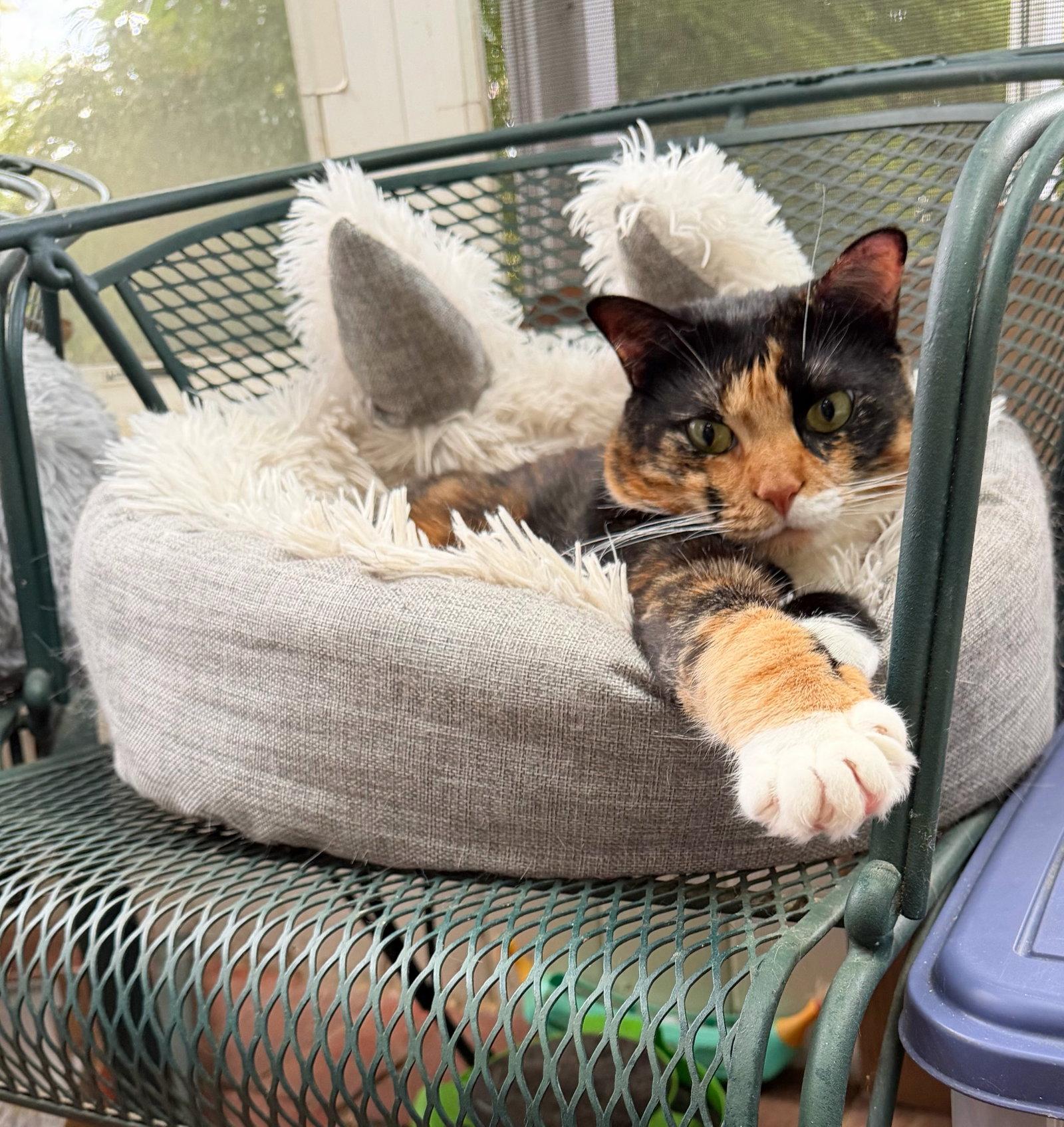 Cleo, Adoptable, Adult Female Domestic Short Hair.
