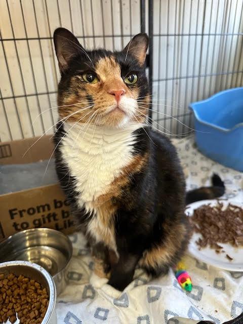 Cleo, Adoptable, Adult Female Domestic Short Hair.