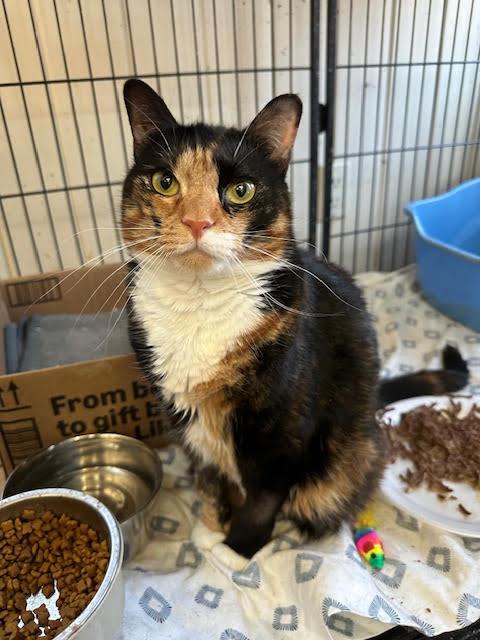 Cleo, a Adoptable Domestic Short Hair in Broomall, PA image 2/2