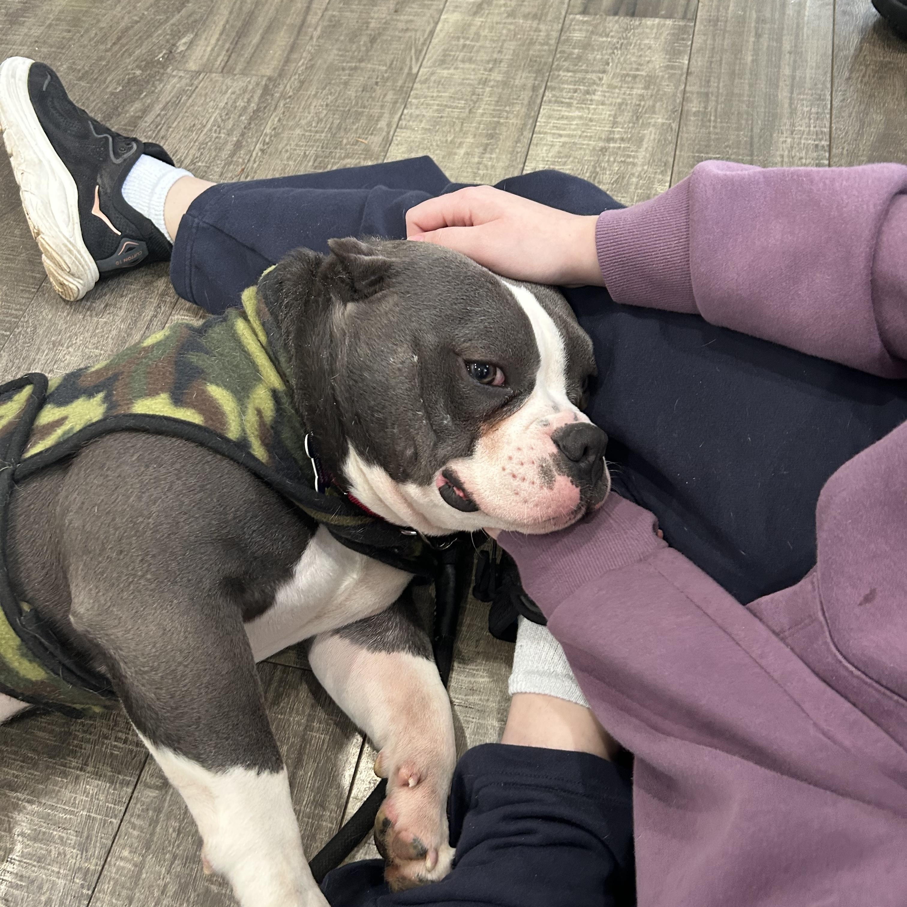 Enlarge Jelly Roll, a ADOPTABLE American Bully in Mahwah, NJ image 4/4