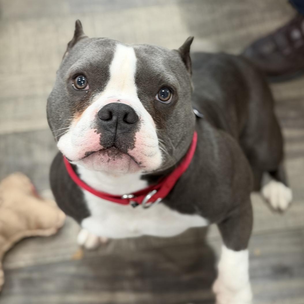 Enlarge Jelly Roll, an adopted American Bully in Mahwah, NJ image 5/6