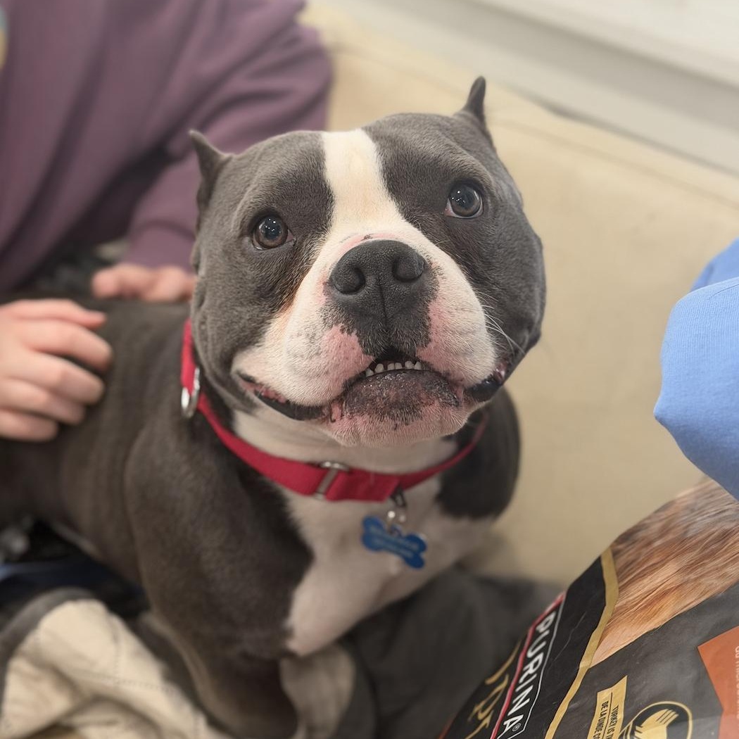 Jelly Roll, ADOPTABLE, Adult Male American Bully.