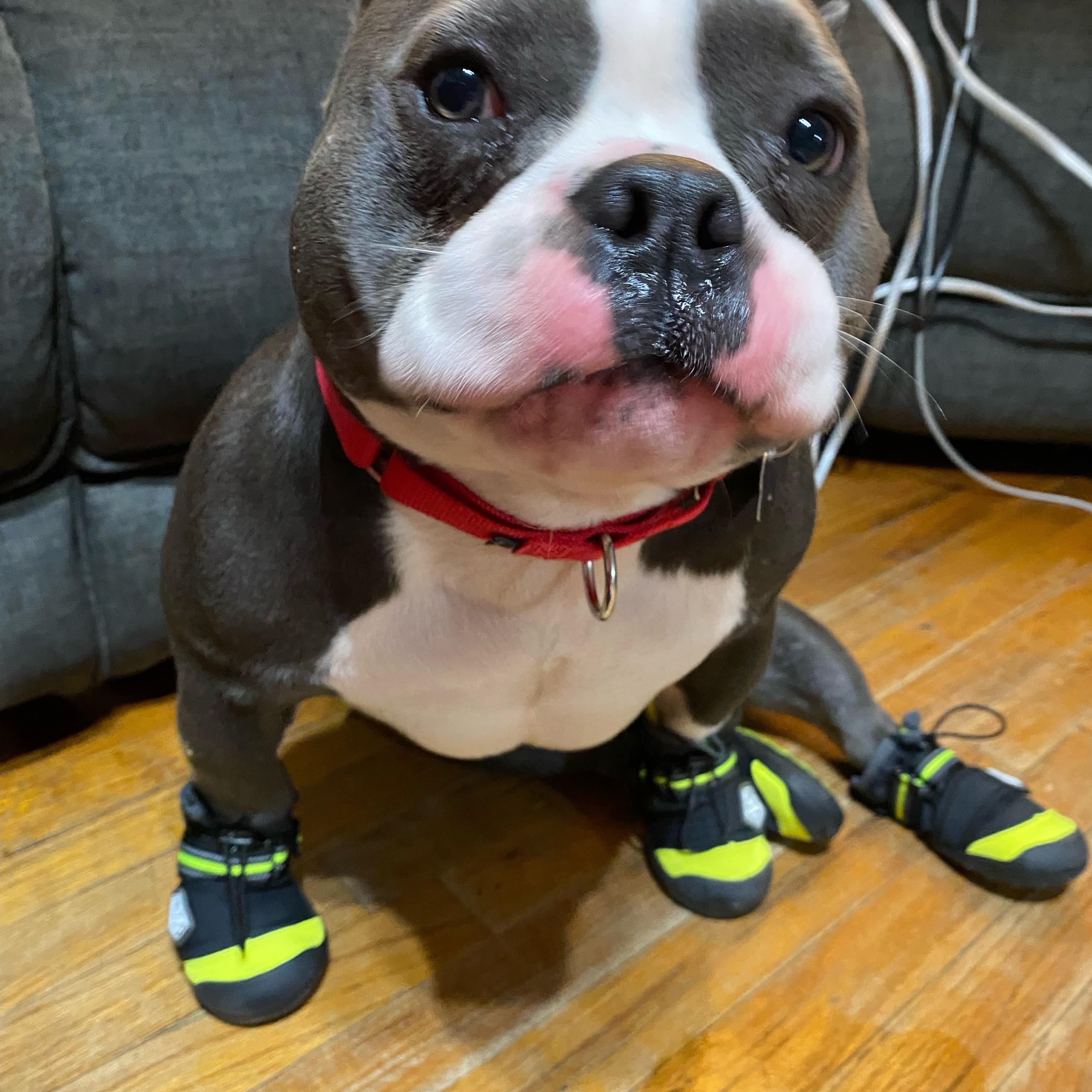 Enlarge Jelly Roll, a ADOPTABLE American Bully in Mahwah, NJ image 1/4