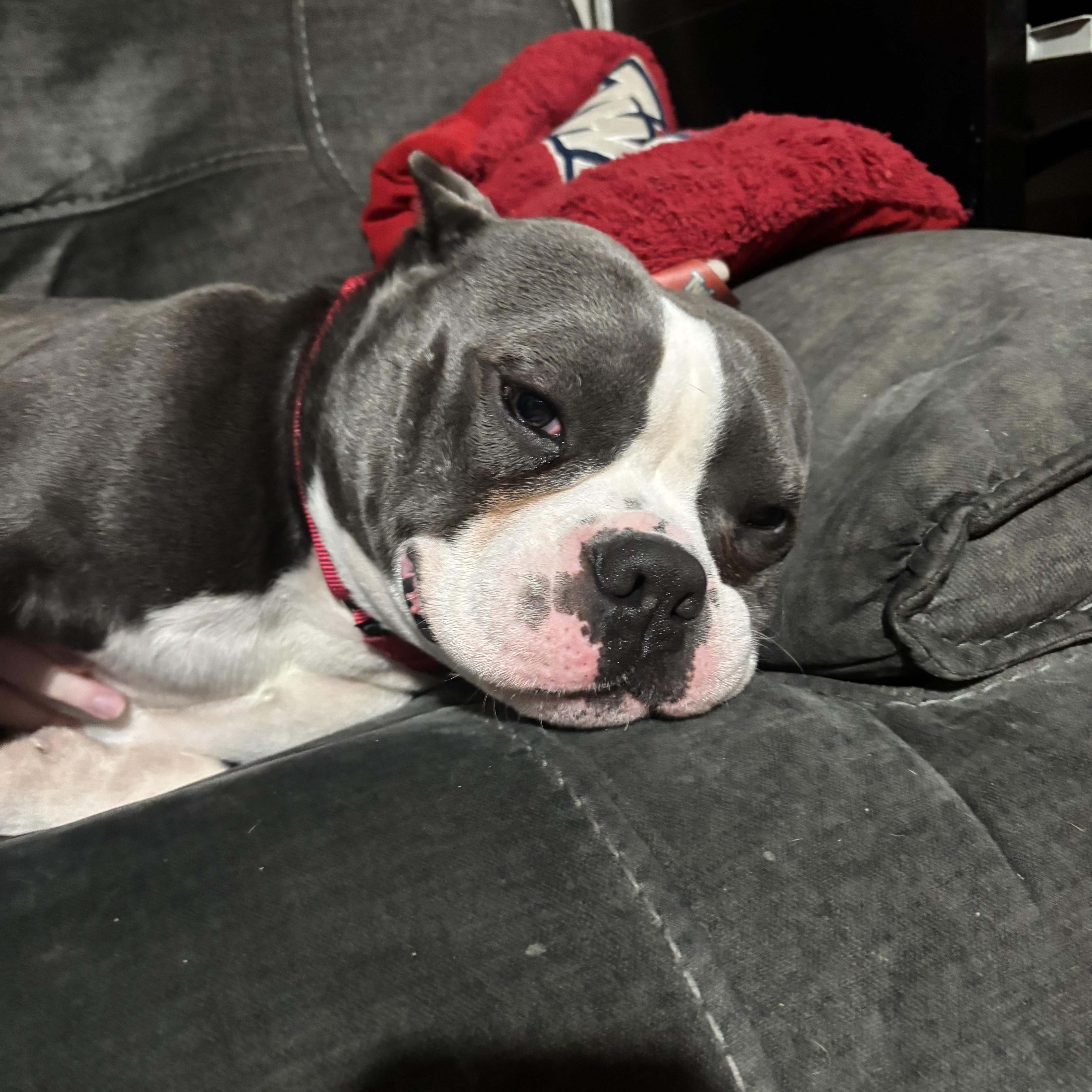 Enlarge Jelly Roll, a ADOPTABLE American Bully in Mahwah, NJ image 3/4