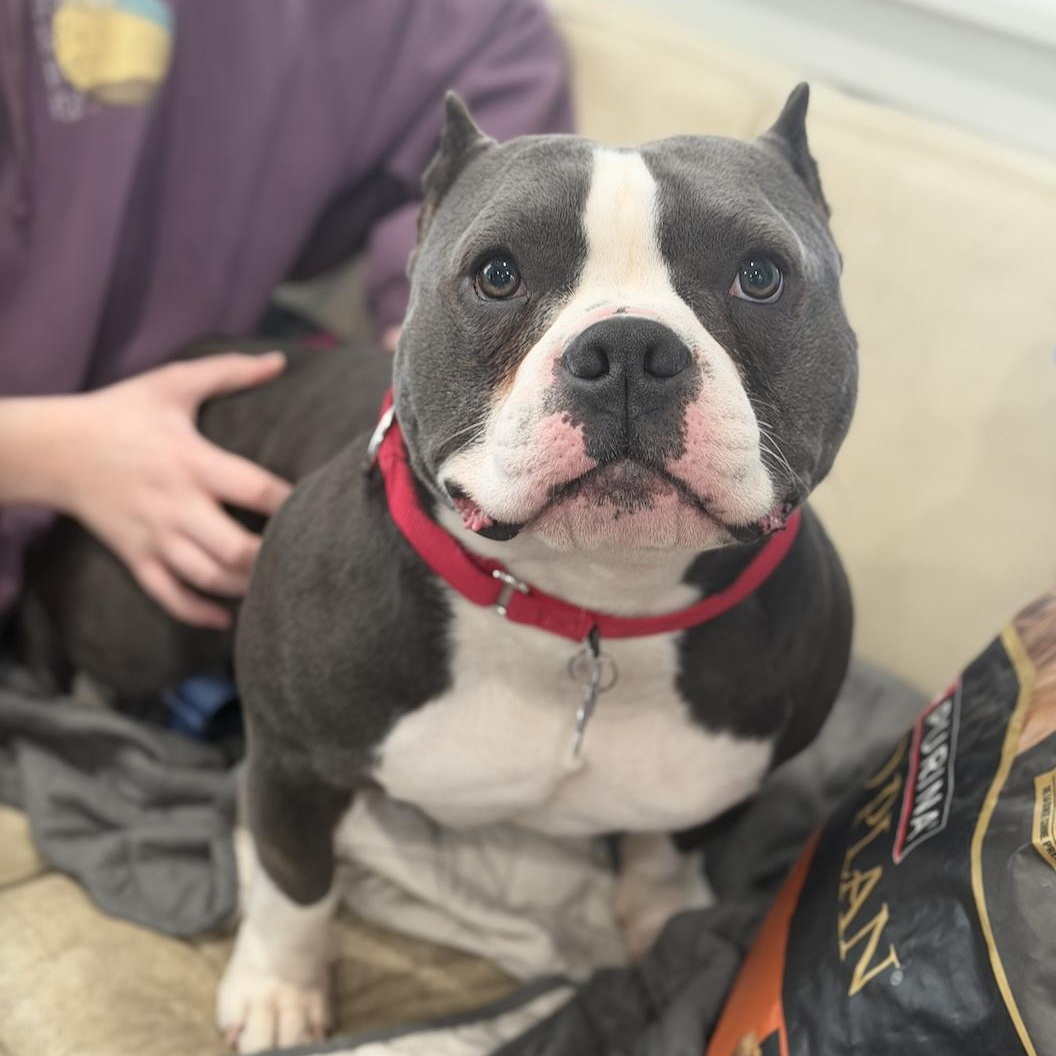 Enlarge Jelly Roll, an adopted American Bully in Mahwah, NJ image 6/6