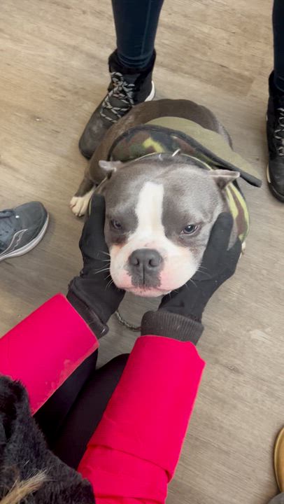 Enlarge Jelly Roll, a ADOPTABLE American Bully in Mahwah, NJ video 2/4