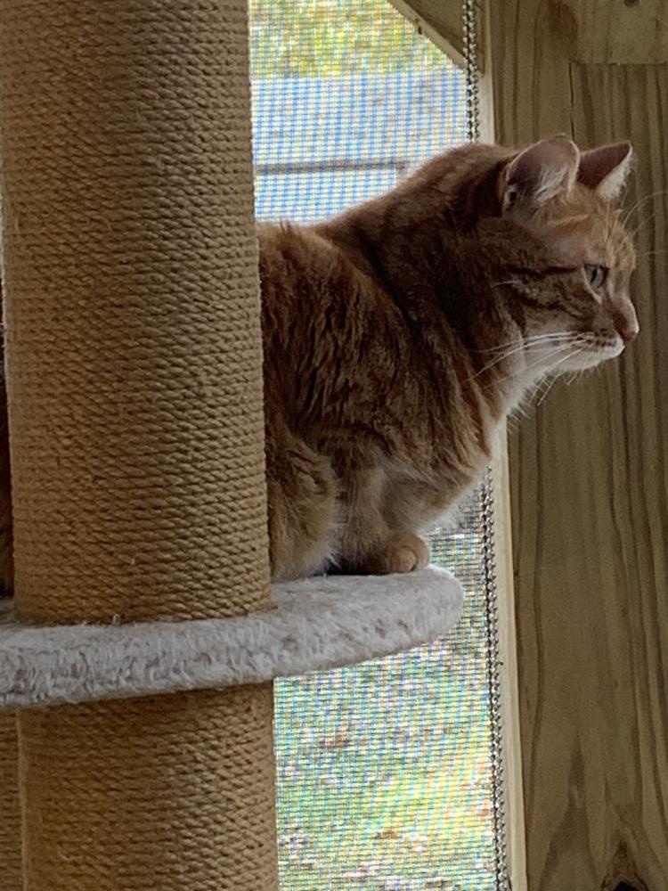 SAMMY (Sage), Adoptable, Adult Male Domestic Short Hair.