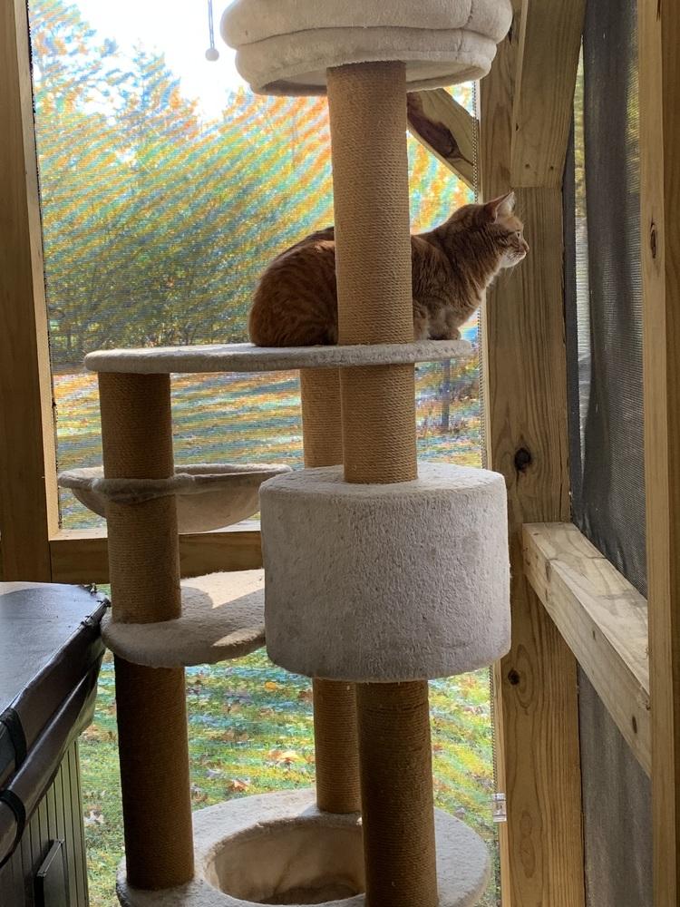 Enlarge SAMMY (Sage), a Adoptable Domestic Short Hair in Burlington, NC image 2/3