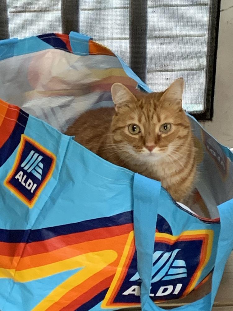 Enlarge SAMMY (Sage), a Adoptable Domestic Short Hair in Burlington, NC image 3/3