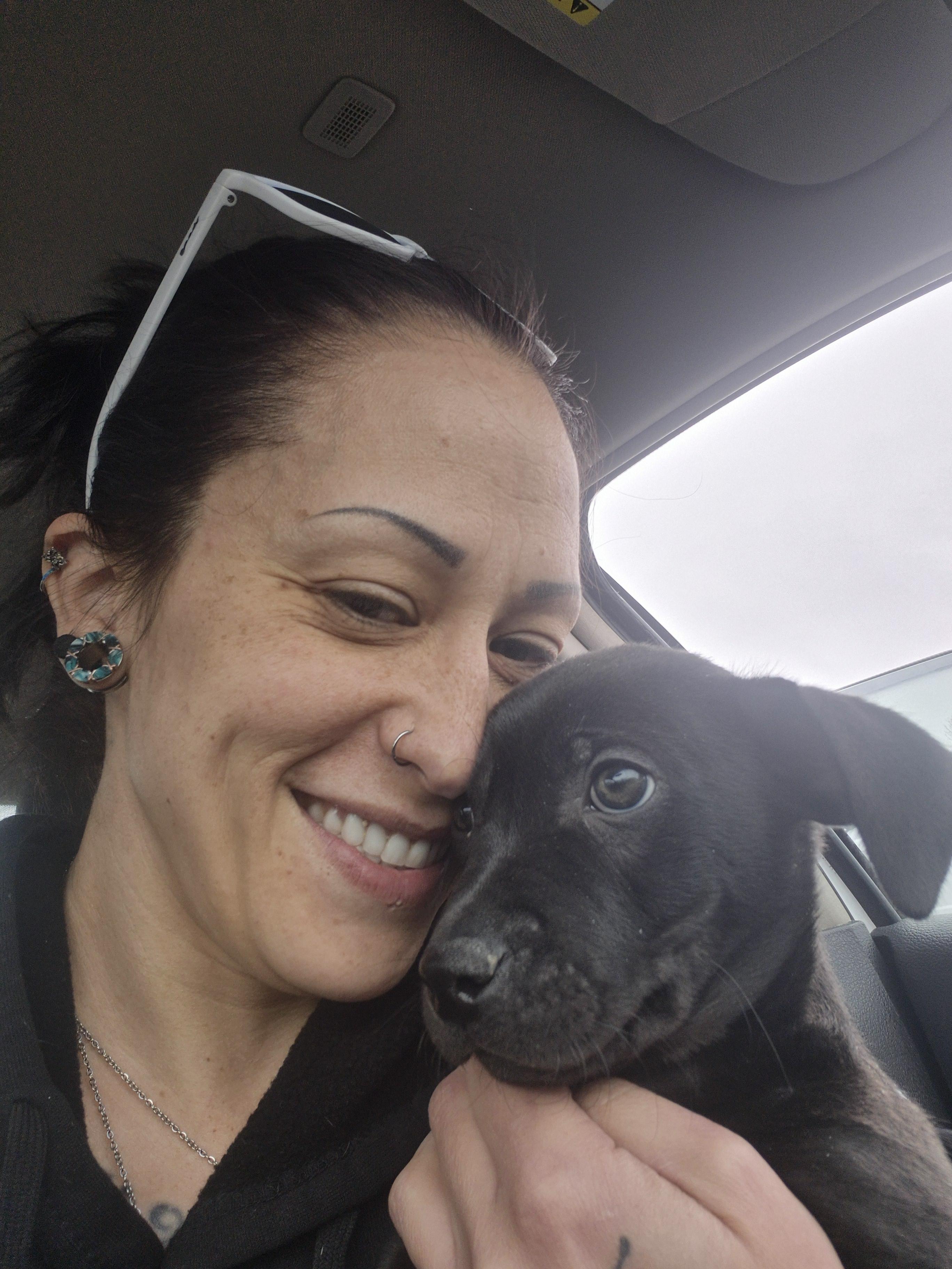 Max, a Adopted Labrador Retriever in Colorado Springs, CO image 1/2