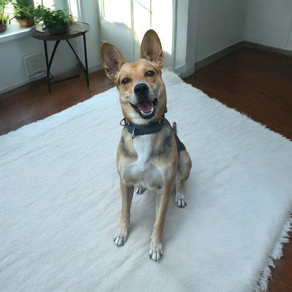 Enlarge Alani, a Adoptable mixed breed in Columbus, OH image 2/6