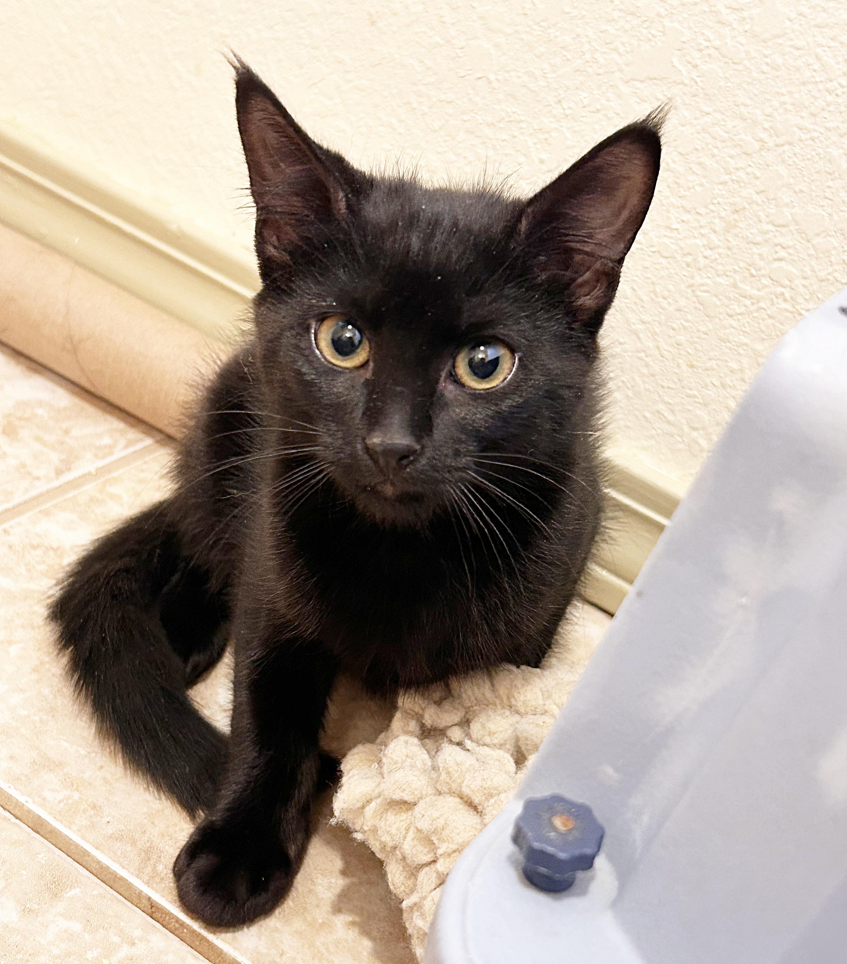 Enlarge Jeph, a Adopted mixed breed in Durango, CO image 2/5