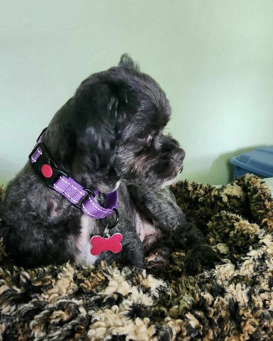 Enlarge THEO, a Adoptable Shih Tzu in Blackwood, NJ image 1/3