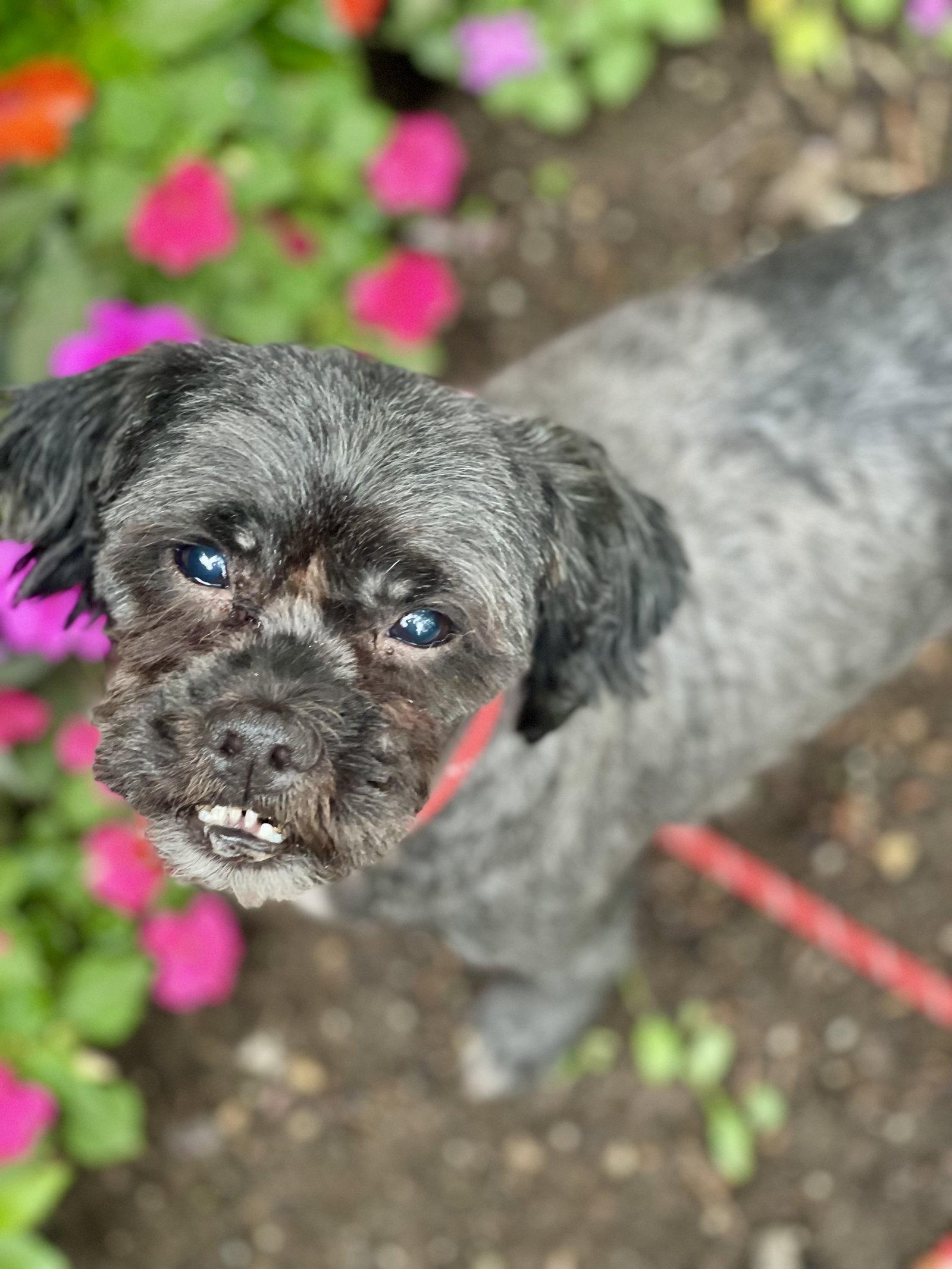 Enlarge THEO, a Adoptable Shih Tzu in Blackwood, NJ image 2/3
