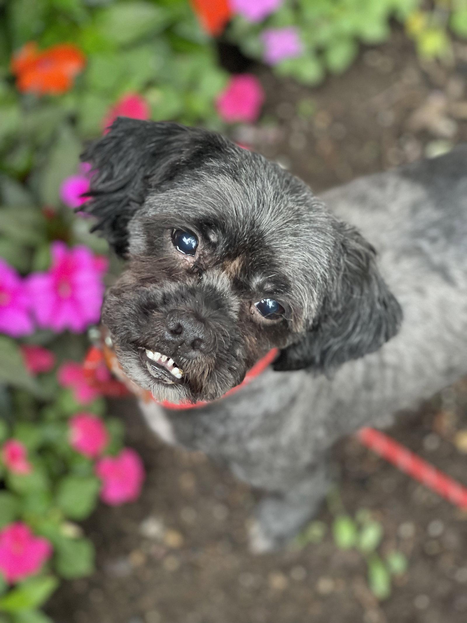 Enlarge THEO, a Adoptable Shih Tzu in Blackwood, NJ image 3/3